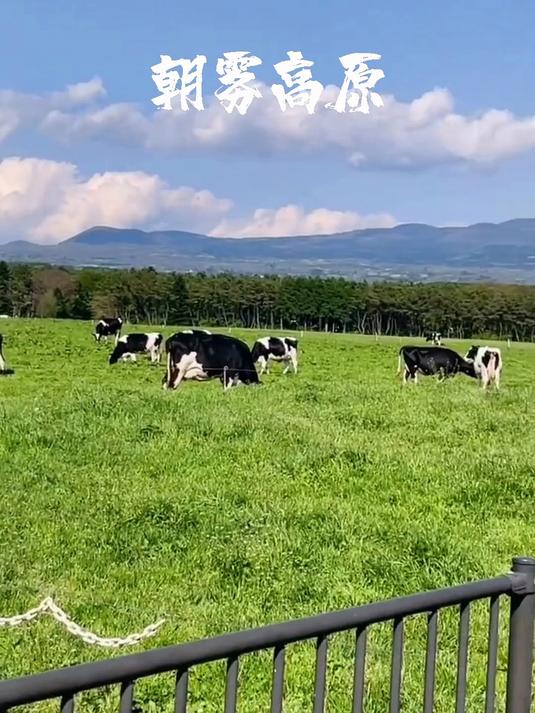 朝雾高原:晨雾轻吻富士倒影的牧场绿毯牧歌