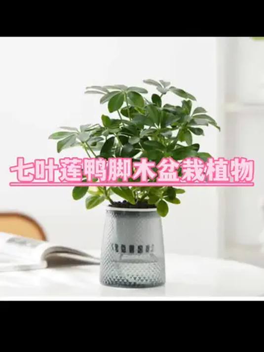 七叶莲鸭脚木!水培打造办公清新小天地