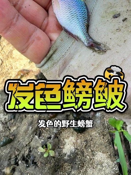 开启户外野采赚钱模式,6个月赚玩30万,有你喜欢的鱼吗