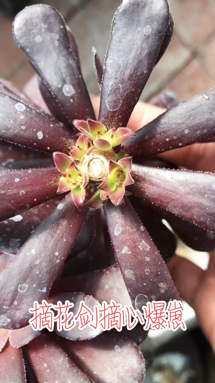 神奇的多肉,不管是摘心,还是摘剪花剑,都能爆嫩芽