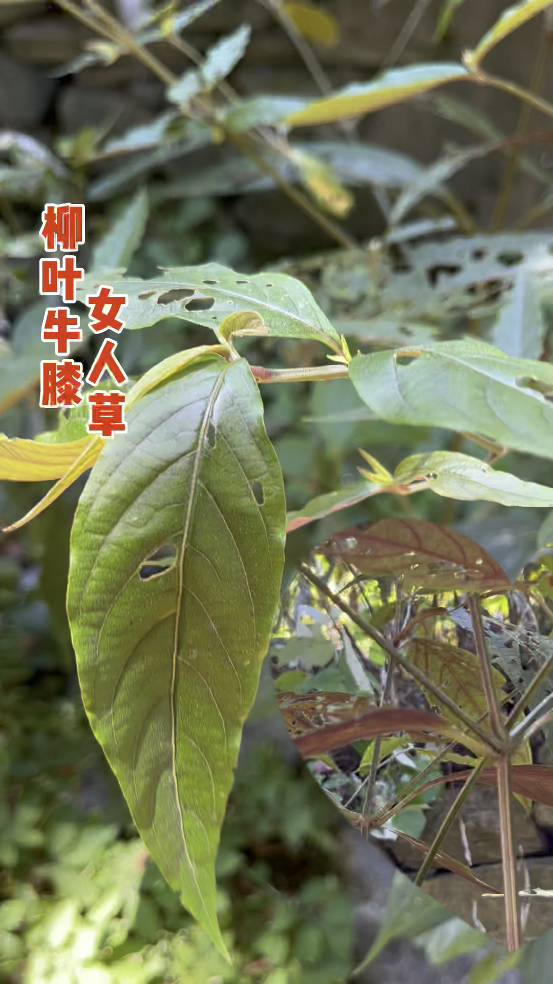 农村常见的“柳叶牛膝”,不但是种美味野菜,生活中更是用途广泛