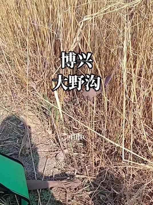 鱼情好不好,你们自己看