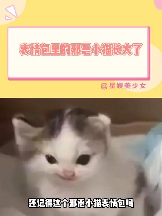 表情包里的邪恶小猫长大了