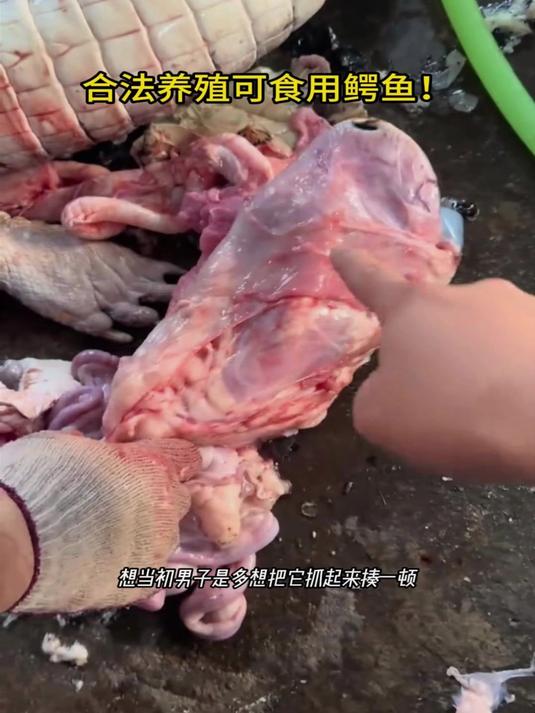 终于知道是哪只鳄鱼咬人了！