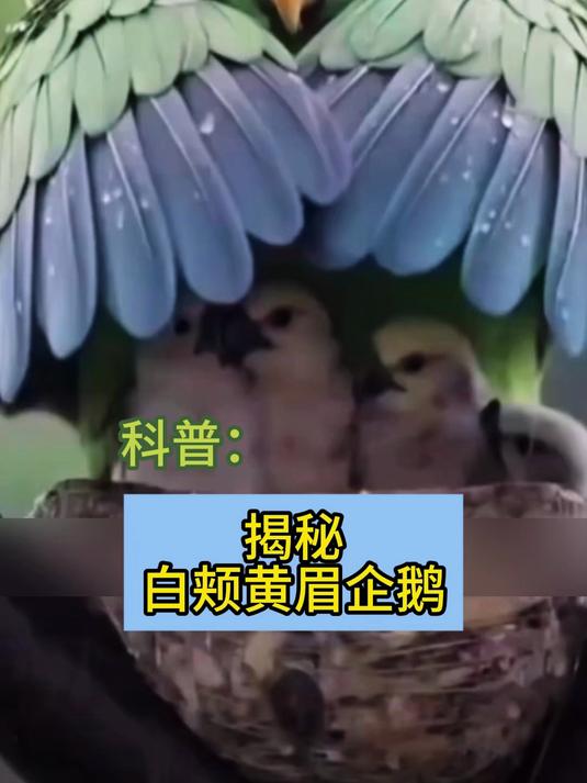 白颊黄眉企鹅怪诞产蛋行为
