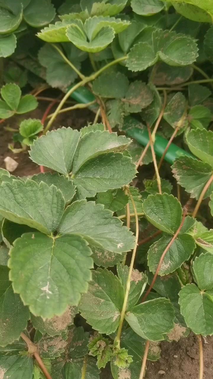 华艳草莓苗又称202草莓,高产耐运输的晚熟草莓苗品种