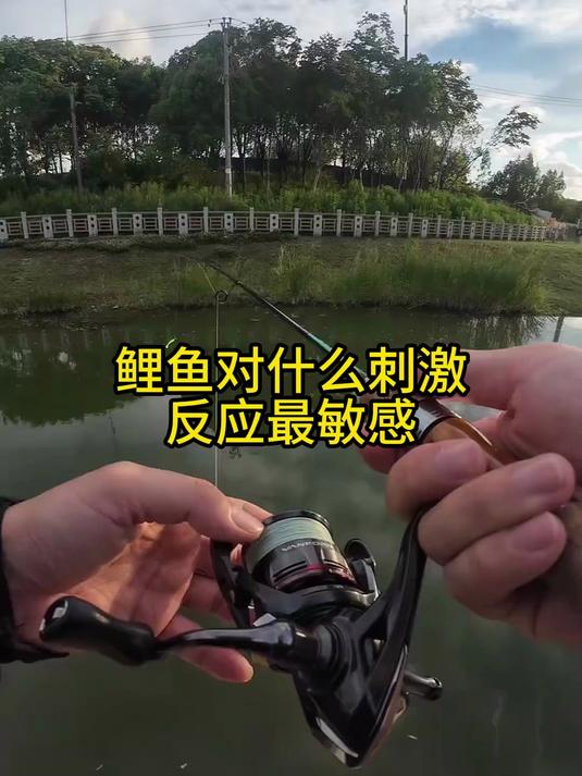 鲤鱼最怕这5种刺激!用对了狂拉,用错直接停口!