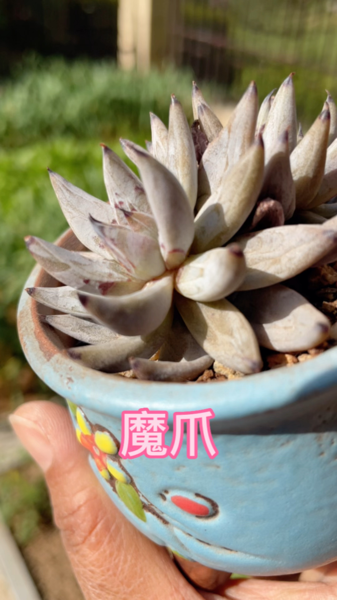 还有人记得这款多肉吗?魔爪,像不像最近大火的长月烬明里小魔神的爪爪