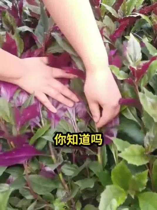 紫背菜种子 四季可播 阳台小院都能种 超方便