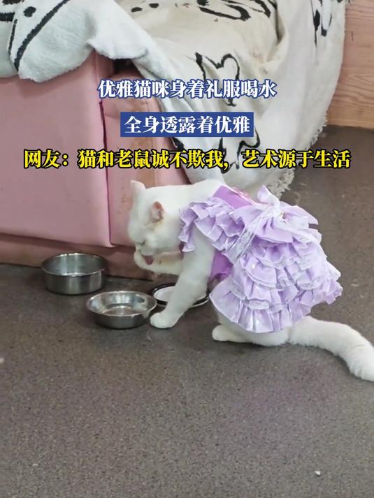 优雅猫咪身着礼服喝水，全身透露着优雅，网友：猫和老鼠诚不欺我