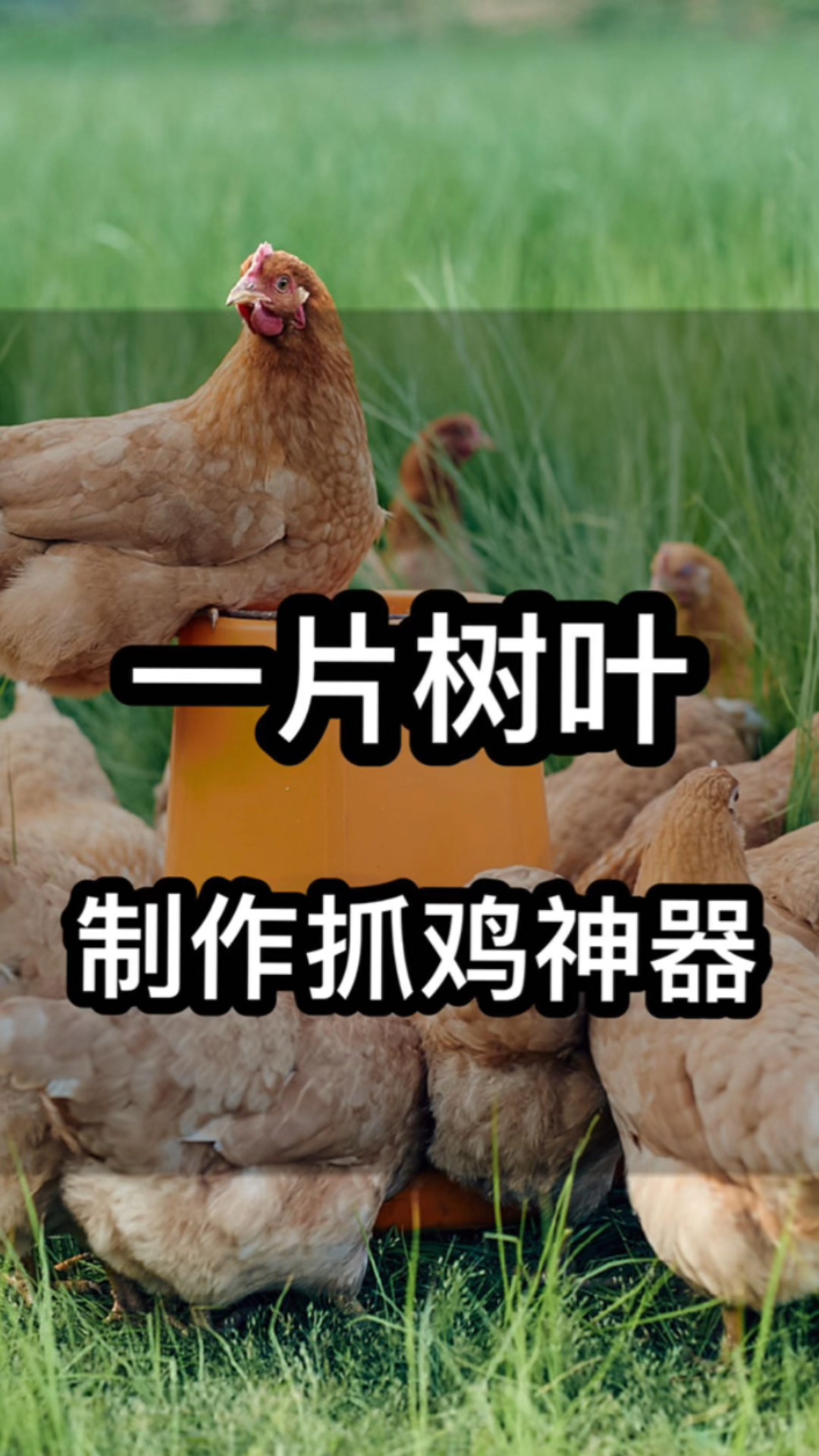 一片树叶制作抓鸡神器