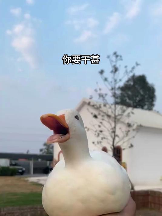 当你用手将柯尔鸭托起来时,它就会露出满脸的惊恐,并挥舞着小脚让你将它放下!