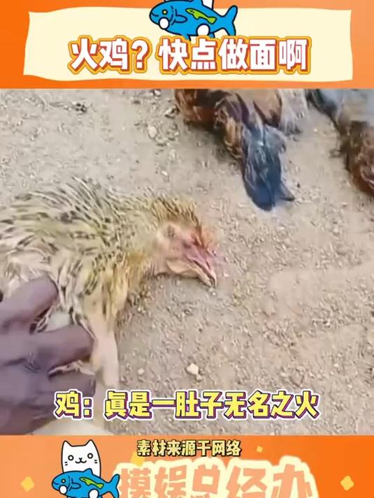 是火鸡?快点做面啊