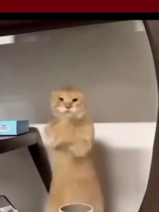 功夫小猫