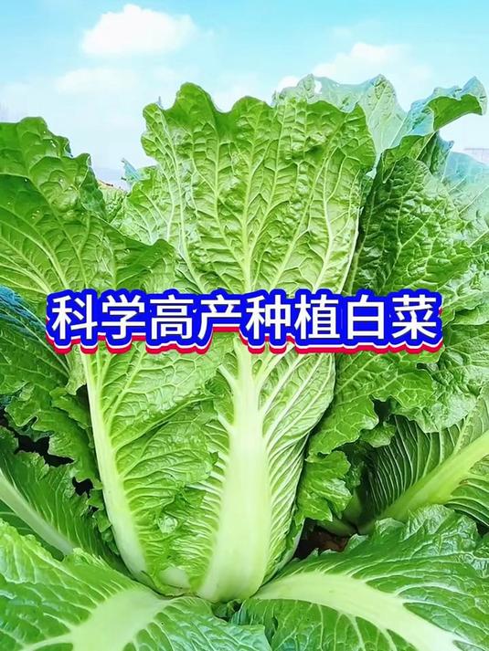 白菜的高产种植小技巧