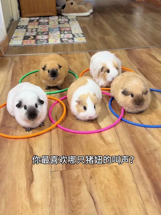 你最喜欢哪个猪妞的叫声呢?#萌宠#
