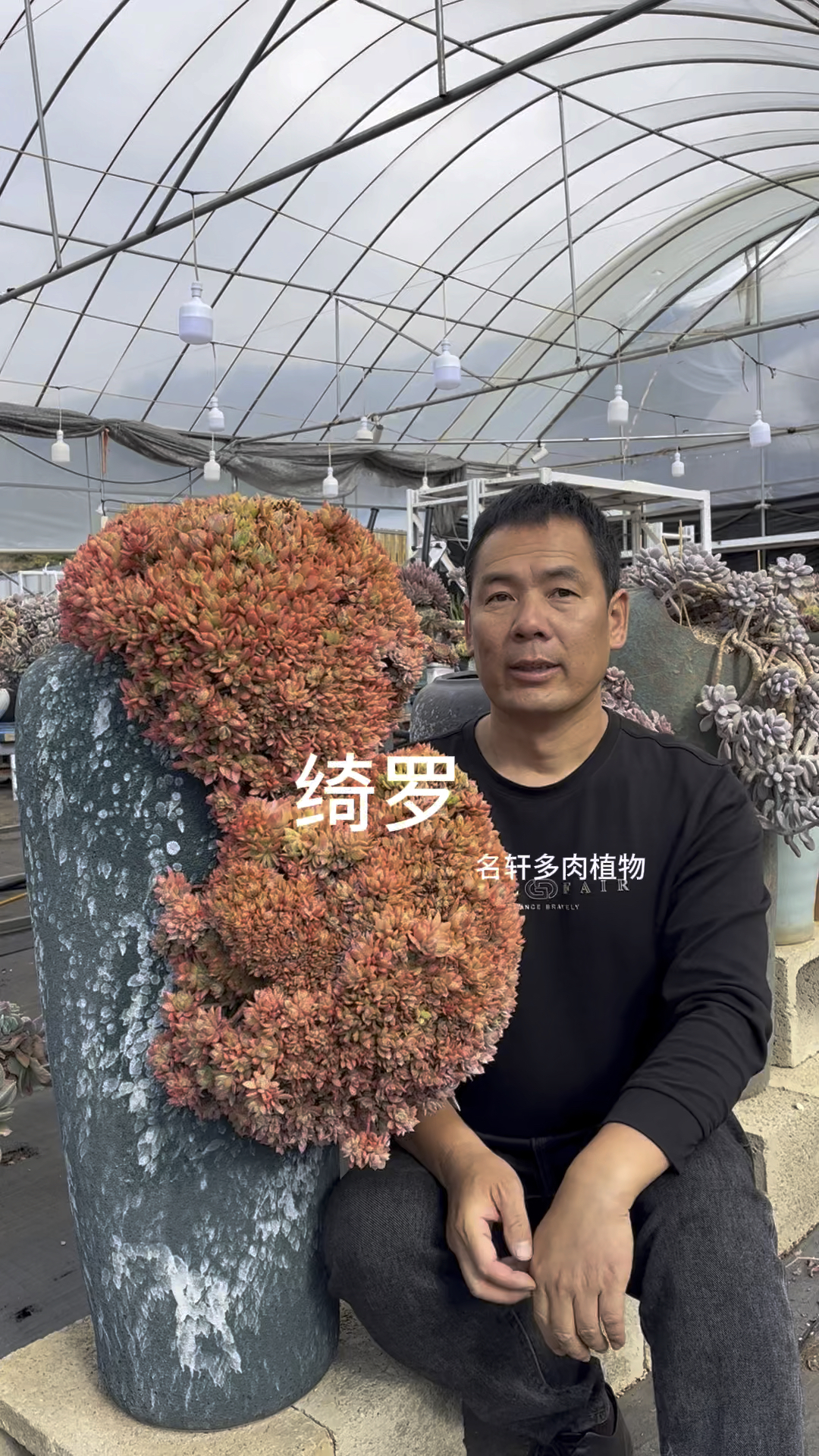 多肉植物绮罗怎样养