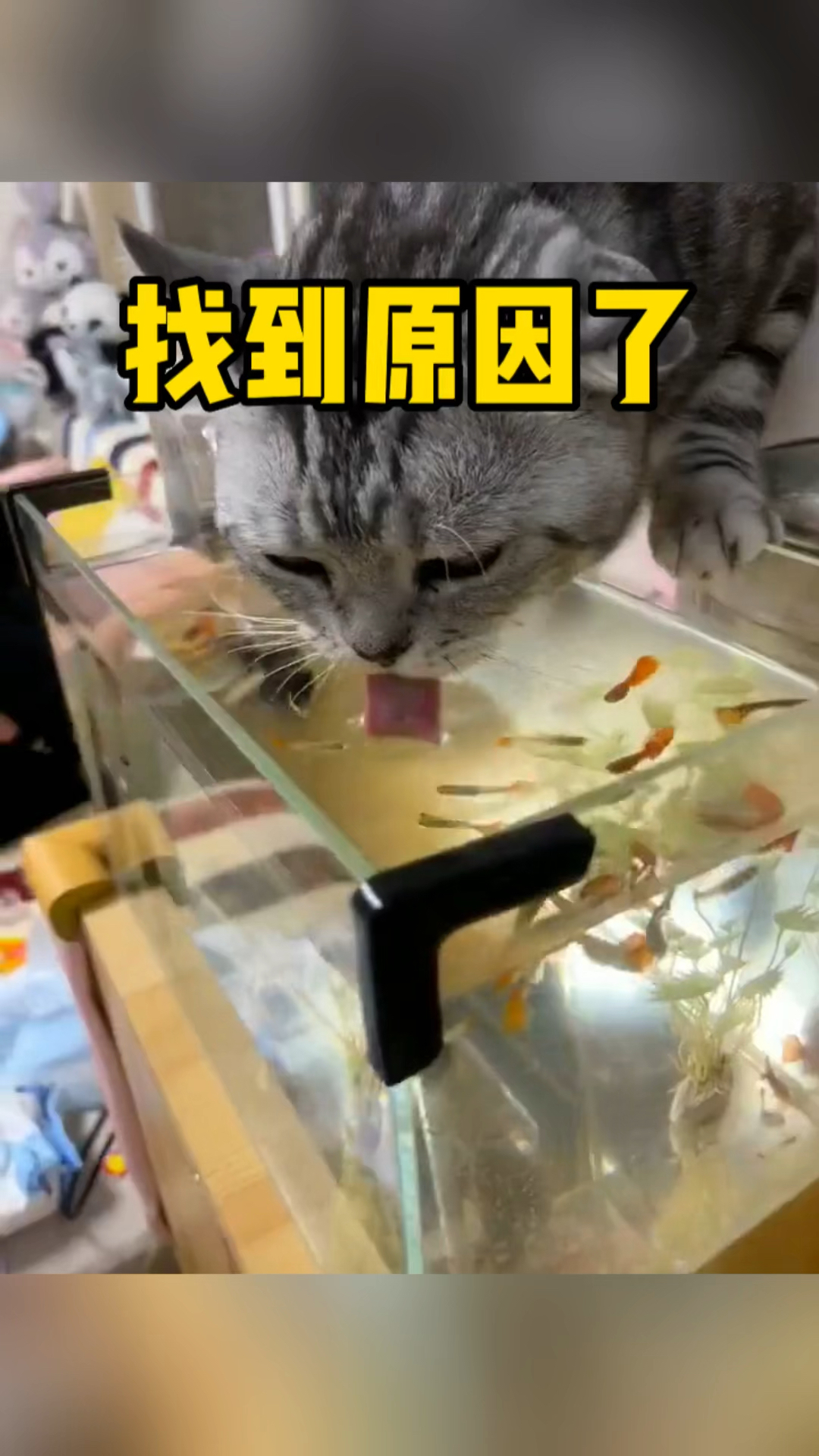 我说鱼缸里的小金鱼,怎么每天都会少几条,原因在这