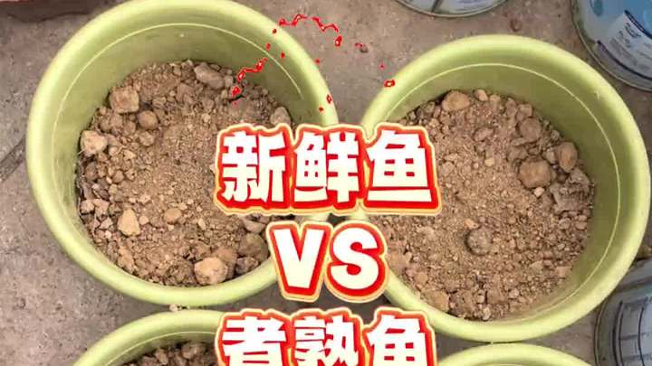 今天用六条鱼测试一下,煮熟新鲜和剁碎到底谁的肥力更快更强!