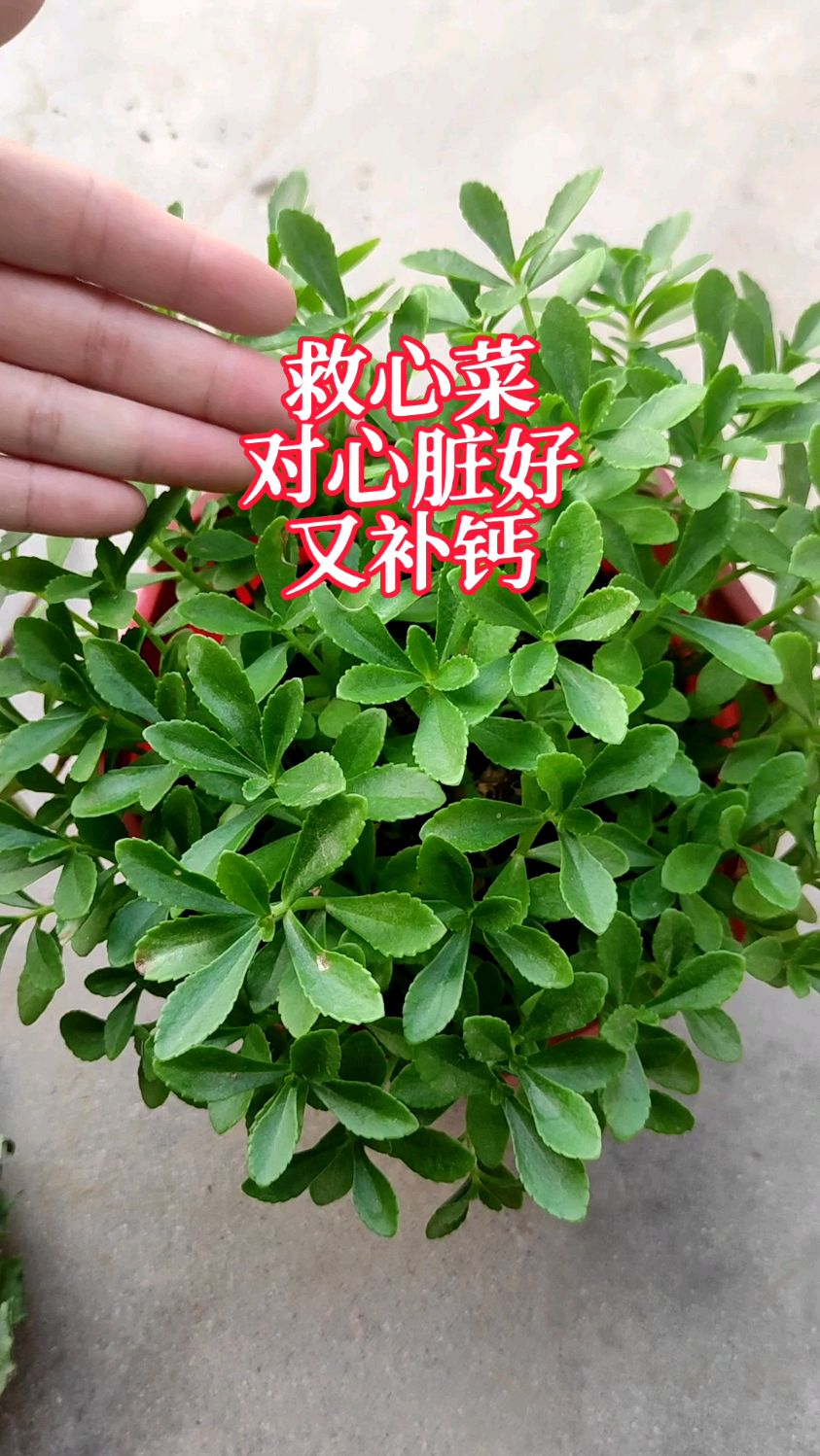 救心菜,养心又补钙,像韭菜一样一茬一茬割着吃,怎么种植?方法一看就知道
