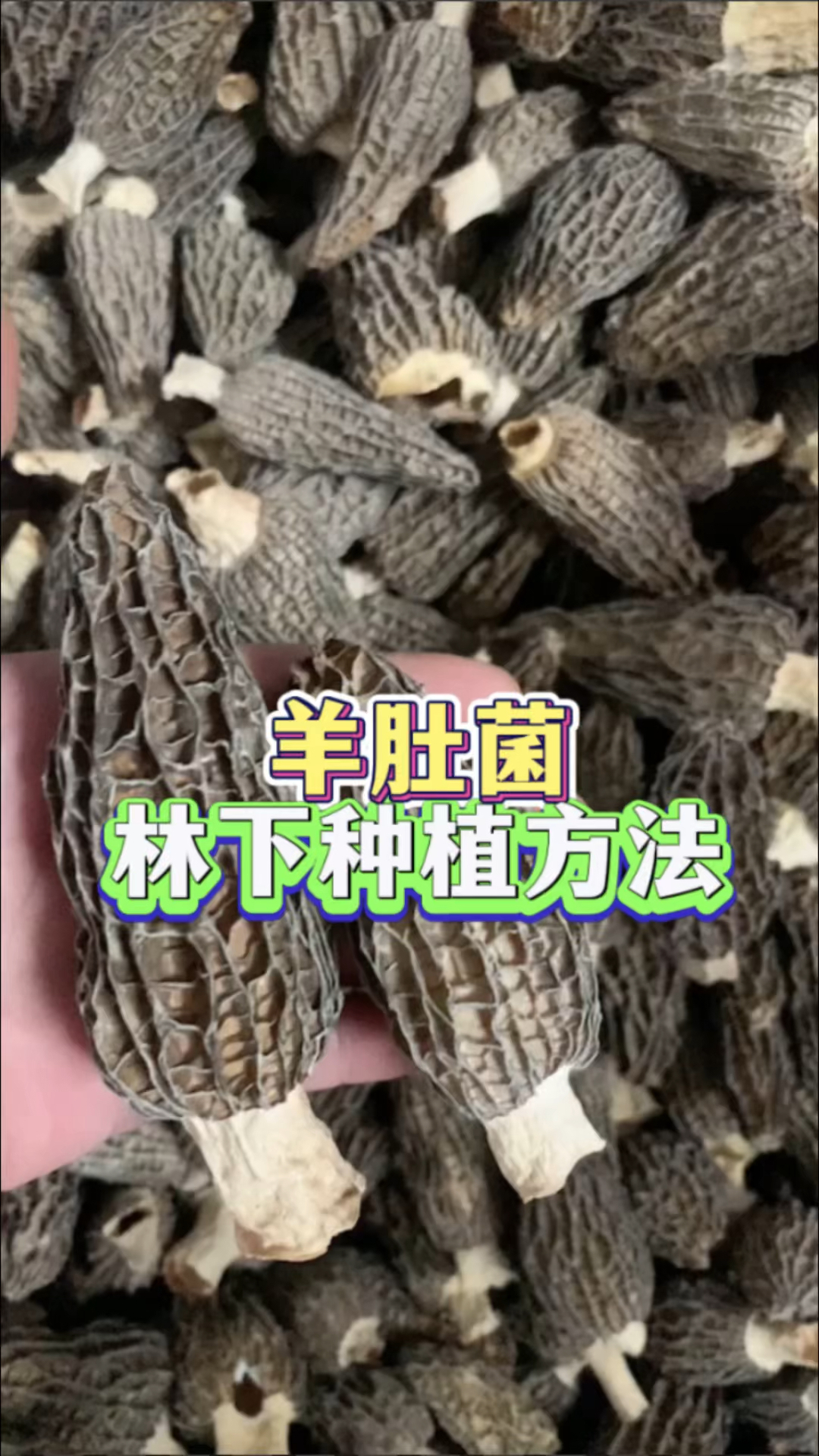 羊肚菌林下种植方法