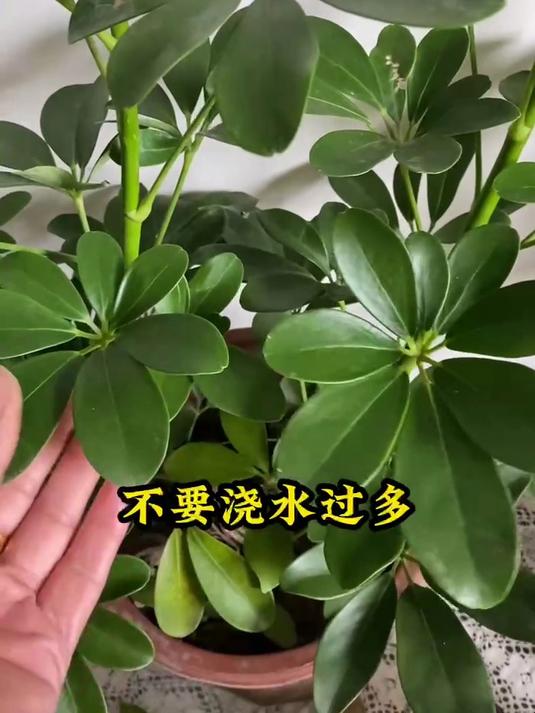 鸭掌木该如何正确浇水