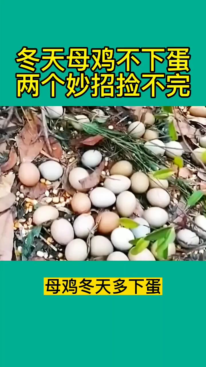 母鸡冬天多下蛋 两个妙招最灵验