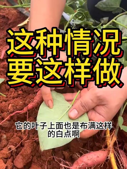湛江这边今年也很多红薯早早在薯条上面发现很多白点