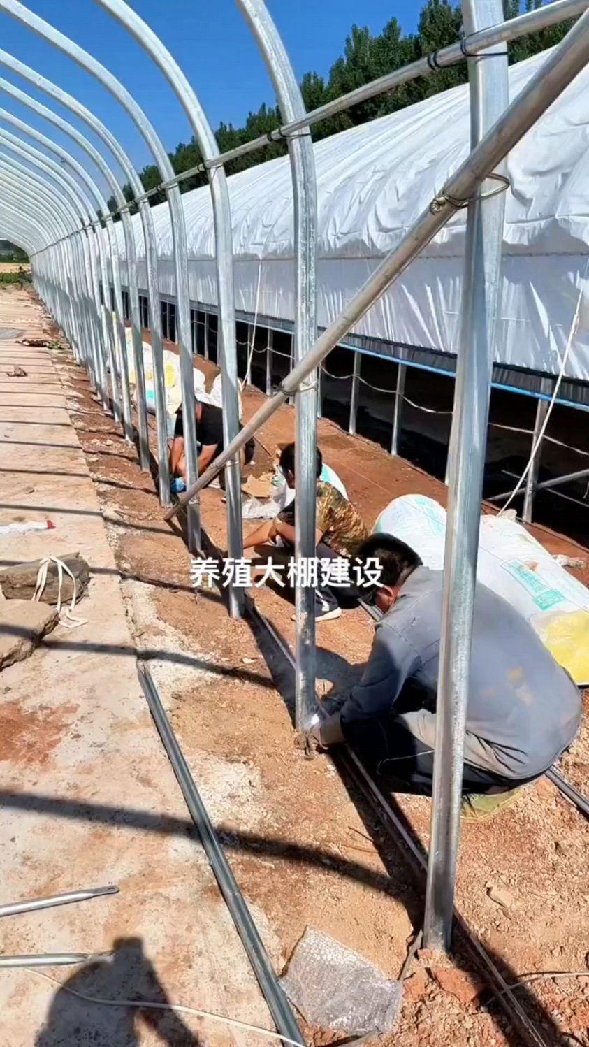 山东潍坊搭建5栋养鸡大棚,大棚底部用钢筋整体加固。