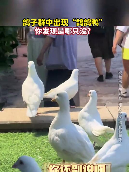 鸽子群中出现“鸽鸽鸭” 你发现是哪只没?