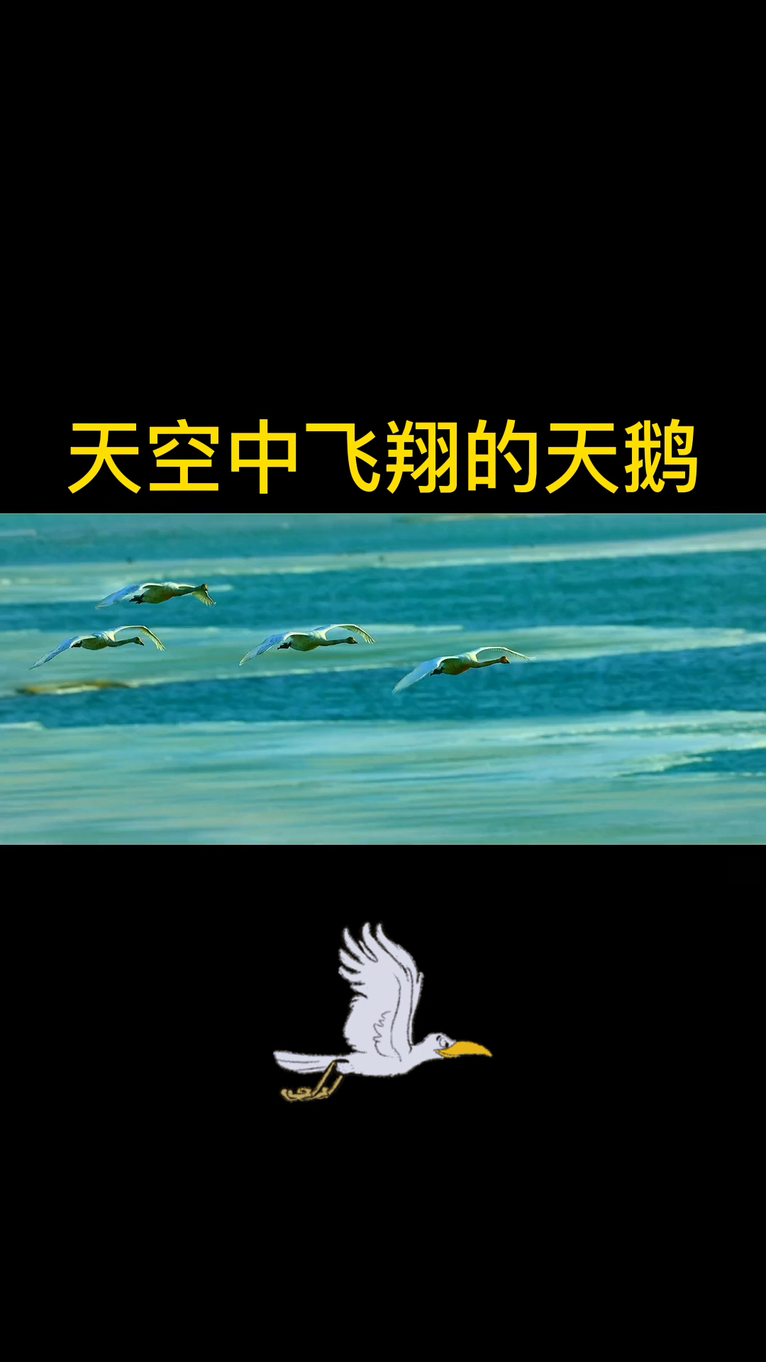 天空中飞翔的天鹅。