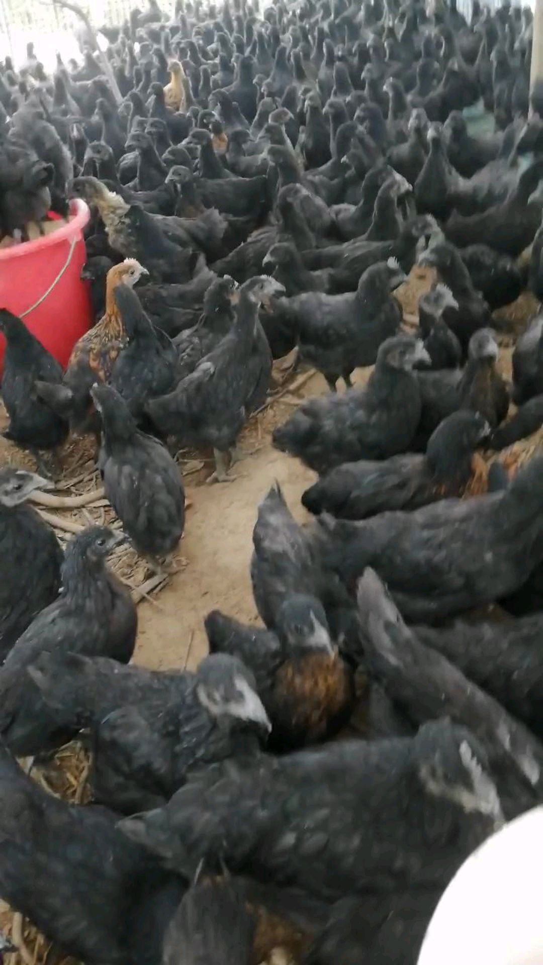 小伙的五黑鸡鸡苗50天了,1斤多了了,准备开始卖了!