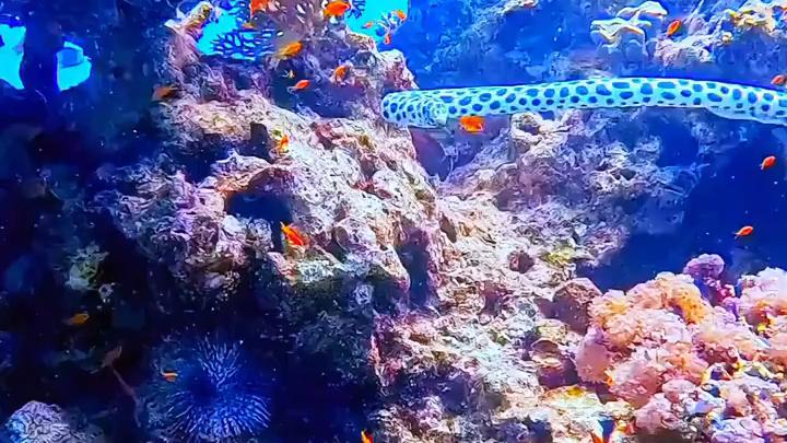 #海底世界 #海缸日记 #海洋生物 #海水鱼珊瑚 #马上迎财