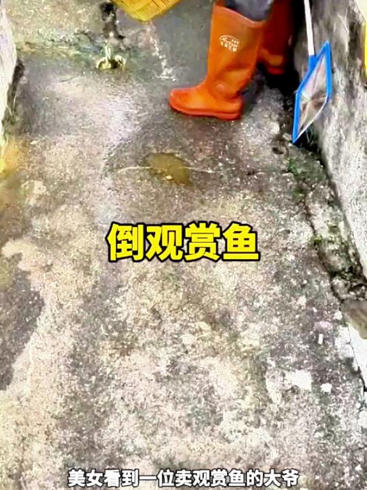 观赏鱼，全倒进下水池