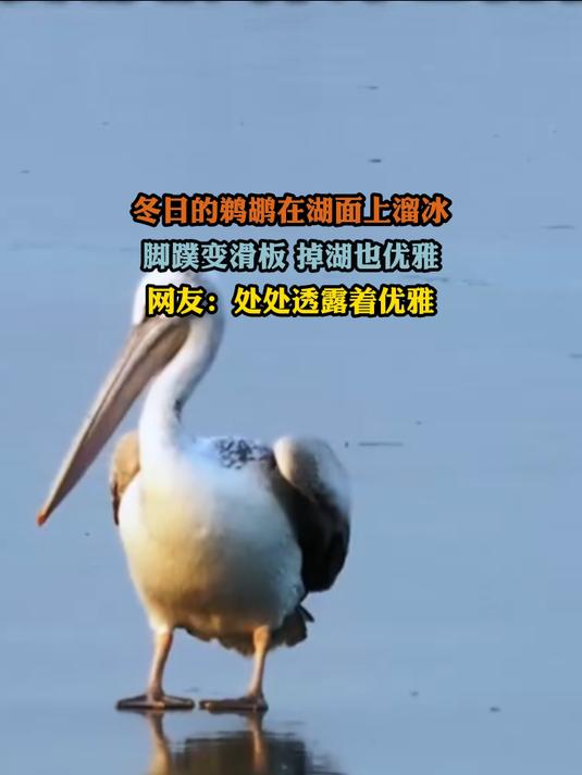 冬日的鹈鹕在湖面上溜冰,脚蹼变滑板 掉湖也优雅