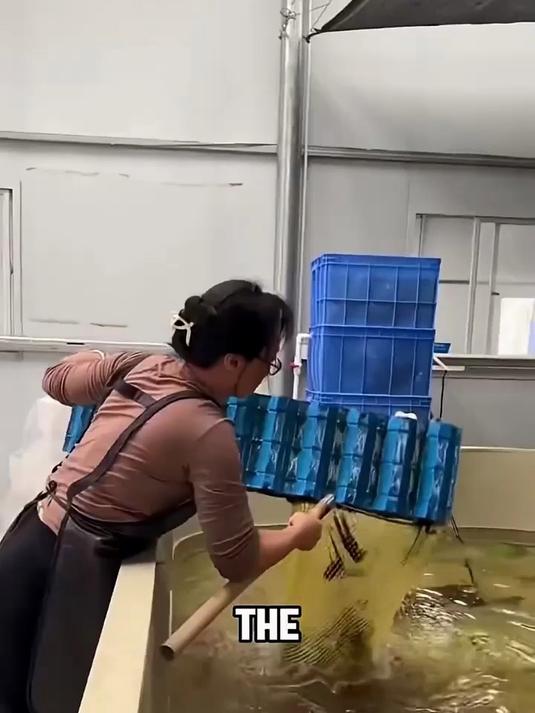 养殖的蓝色小龙虾