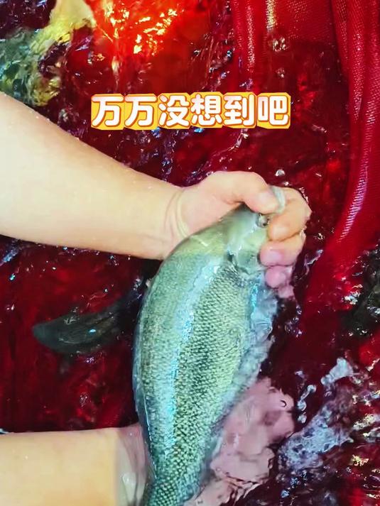 冻品澳洲银鲈品质与活鱼无异