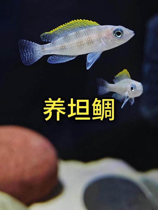 好看的坦鲷入缸啦,黄帆天堂鸟和黄金叮当