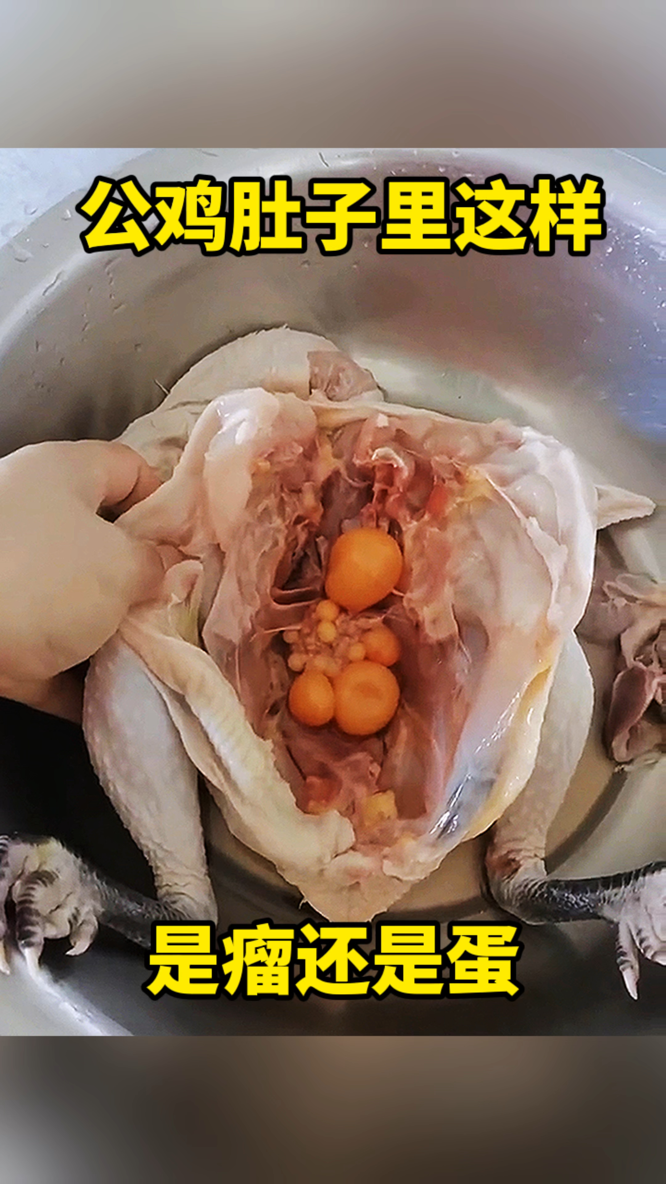 公鸡肚子里这样,是瘤还是蛋