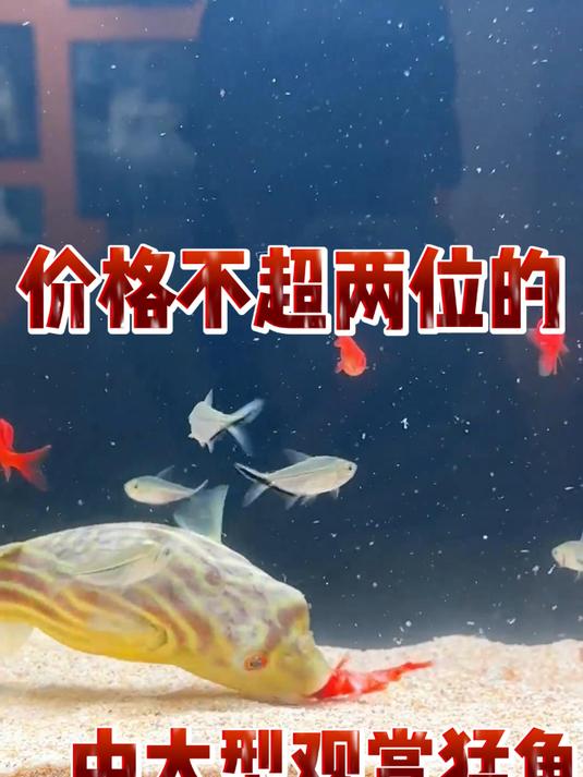 盘点价格不超两位数的中大型观赏猛鱼