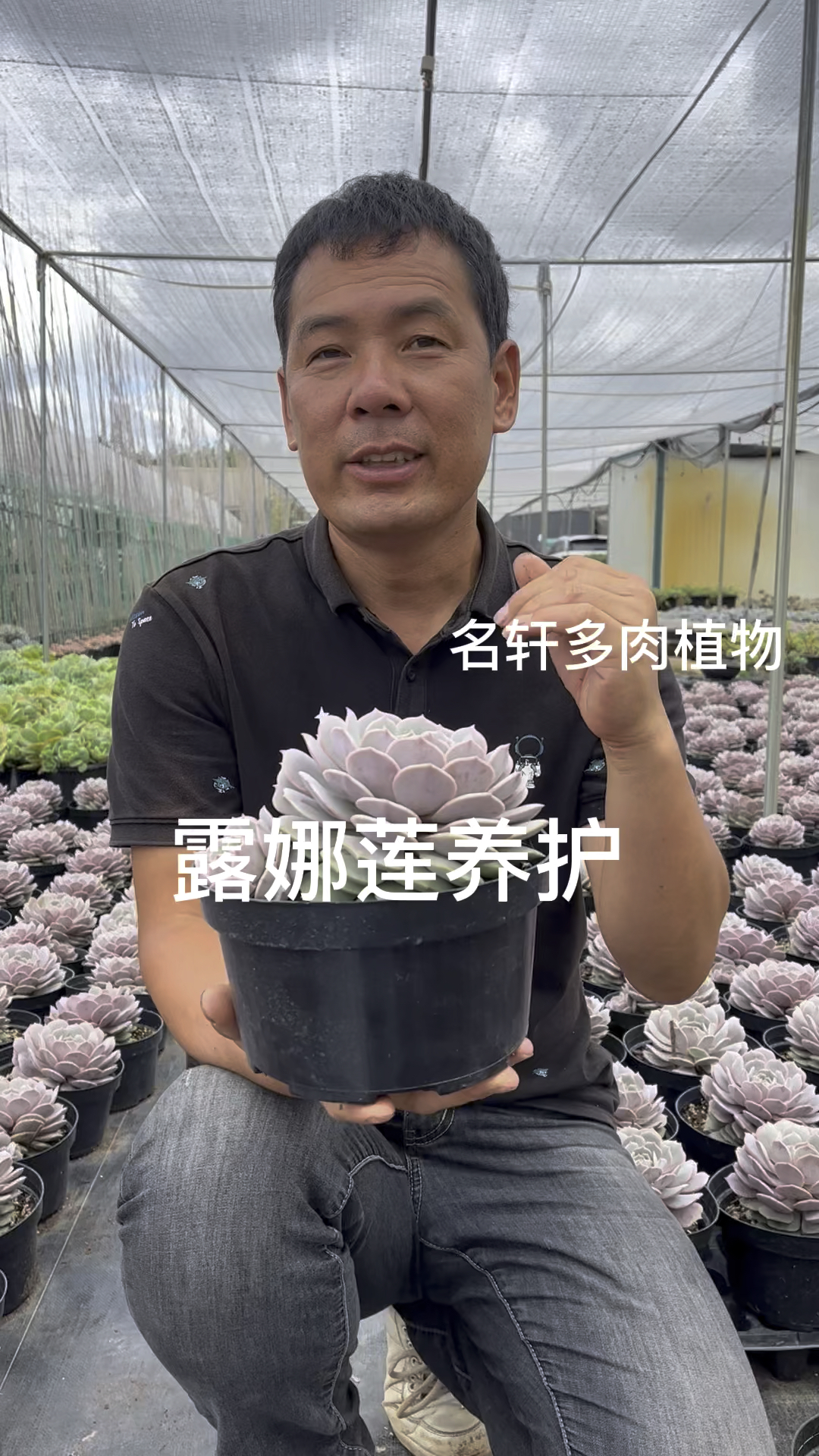 多肉植物养护露娜莲