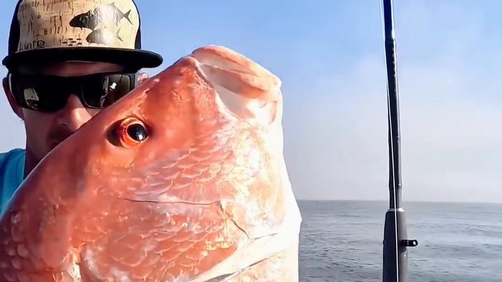 男人钓到一条红鲷鱼被不明生物袭击，只剩一个鱼头了