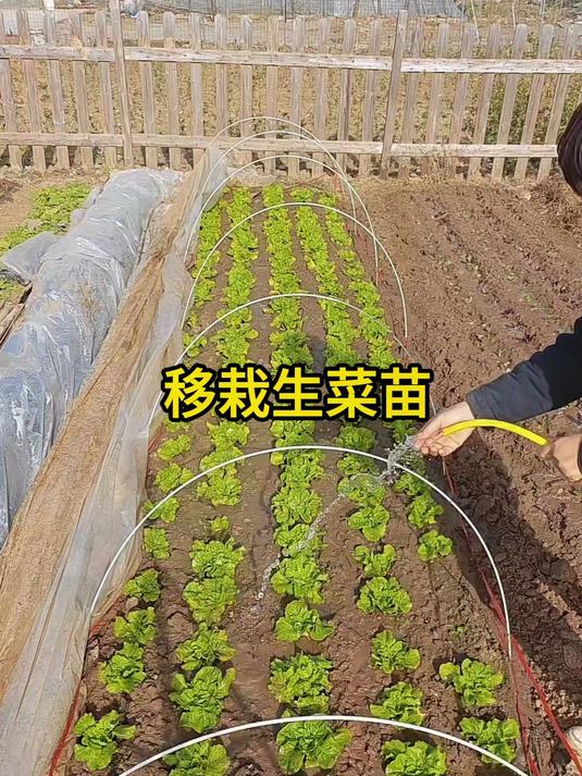 移栽的生菜苗，长得也太好了，马上就能吃了#三农#