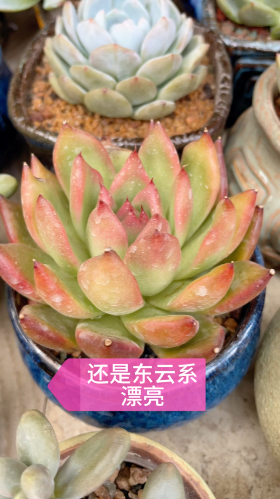 容易上状态的多肉好看,今天推荐桃花源,东云系弗兰克,最后一颗不知道是血罗还是罗宾