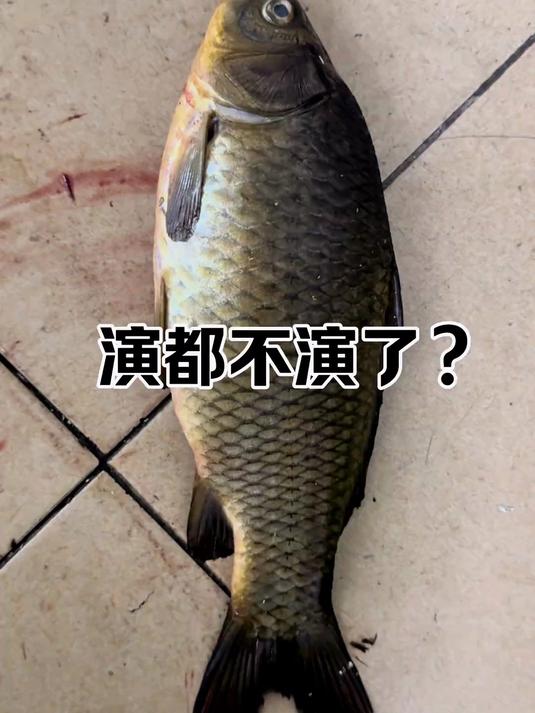 这是一条被诅咒的鱼缸……里面的鱼全都活不过三天……