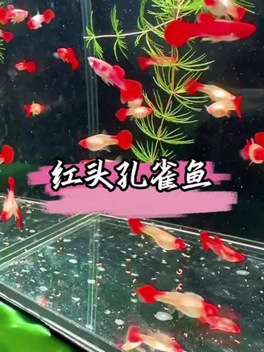 家里有鱼缸?养鸿运当头孔雀鱼准没错!每月一窝超能生