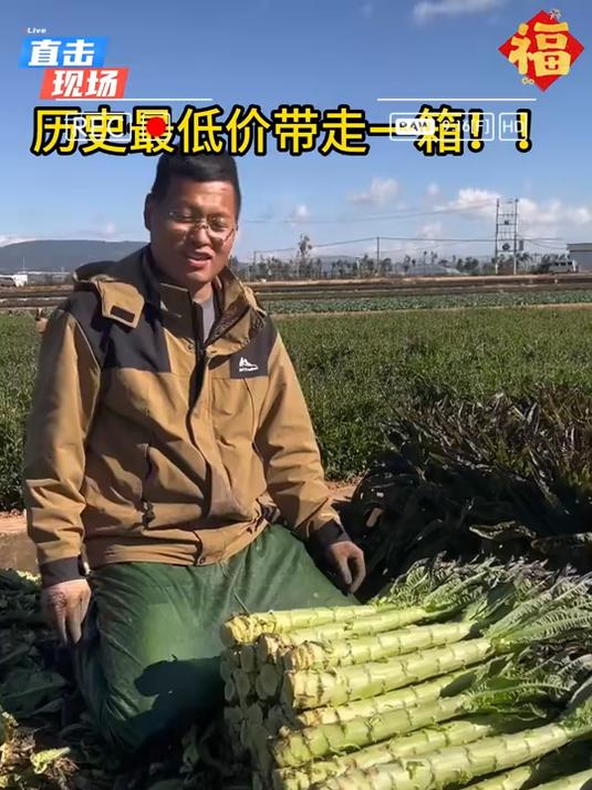 高原露天紫叶莴笋莴苣紫叶绿肉口感脆甜现挖现发!