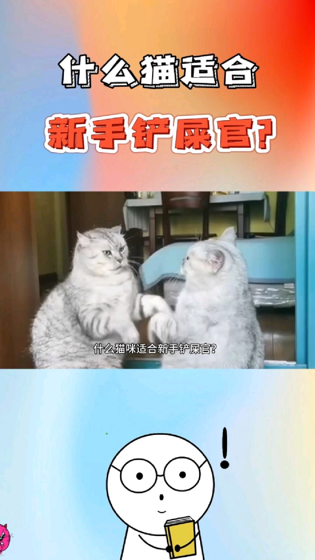 什么猫咪适合新手铲屎官?