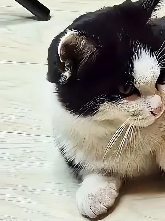 猫咪与彩色串珠的可爱