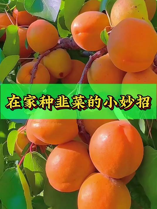 在家种韭菜的小妙招